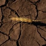 Strengthening El Nino likely to ‘rank among largest’ on record: US agency