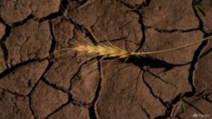 Strengthening El Nino likely to ‘rank among largest’ on record: US agency