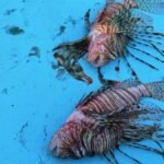 The Mediterranean’s warming waters are drawing hundreds of invasive species