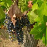 French, Italian winegrowers face earliest ever harvest