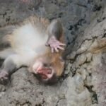 Japan’s monkey sensation Punch gets thousands of messages for first birthday