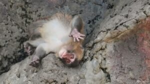 Japan’s monkey sensation Punch gets thousands of messages for first birthday