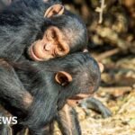 Great Apes kiss and cuddle to keep the peace, says study