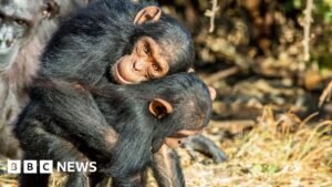 Great Apes kiss and cuddle to keep the peace, says study