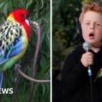 Eastern Rosellas! – Meet the seven-year-old behind viral song