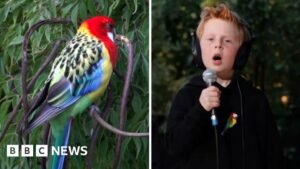 Eastern Rosellas! – Meet the seven-year-old behind viral song