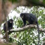 New monkey species with orange lips found ‘hiding’ in DRC forest