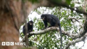 New monkey species with orange lips found ‘hiding’ in DRC forest