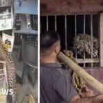 India: Liquor store employee narrowly escapes leopard attack