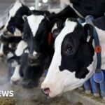 Canada’s ‘powerful’ dairy sector is in Trump’s trade crosshairs