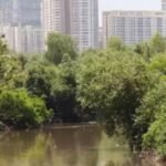 Mumbai’s mangroves under threat as city pushes ahead with major infrastructure projects