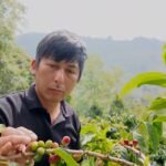 Taiwan bets on premium coffee, with Alishan’s beans commanding some of the world’s highest prices