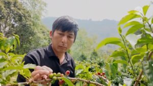 Taiwan bets on premium coffee, with Alishan’s beans commanding some of the world’s highest prices