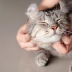 Approved fosterers may keep up to 6 cats in HDB flats, 10 in private homes under new pilot scheme