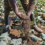 World’s soils deteriorating while solutions go unused: UN