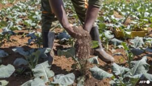 World’s soils deteriorating while solutions go unused: UN