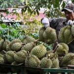 Vietnamese coffee farmers ride China’s durian wave