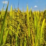 Vietnam rice group proposes export price floor to shield farmers, exporters