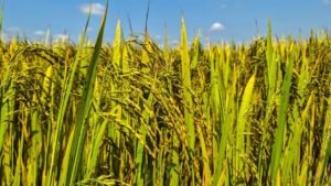 Vietnam rice group proposes export price floor to shield farmers, exporters