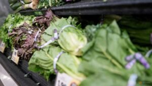 CDC expands largest known cyclospora outbreak to 15 states, Washington Post reports