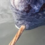 3D X-ray imaging unlocks the secrets of the narwhal’s spiral tusk