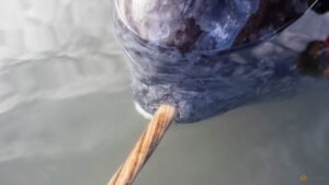 3D X-ray imaging unlocks the secrets of the narwhal’s spiral tusk