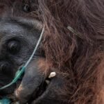Saving Sampurna: Farmer rescues weakened orangutan from forest fires in Indonesia’s Borneo