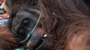 Saving Sampurna: Farmer rescues weakened orangutan from forest fires in Indonesia’s Borneo