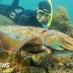 Why Australia’s giant cuttlefish mating season has gone silent