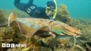 Why Australia’s giant cuttlefish mating season has gone silent