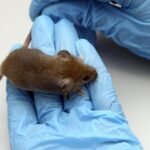 Can a drug help prevent trauma? Study with mice suggests so