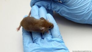 Can a drug help prevent trauma? Study with mice suggests so