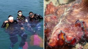 Marine community fears loss of biodiversity hotspot to proposed western island development