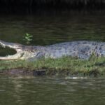 Water activities at Pandan Reservoir suspended after crocodile sighting