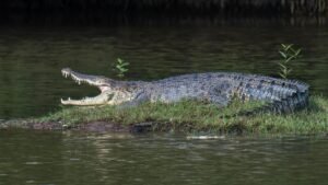 Photo of reported crocodile sighting at Pandan Reservoir found to be fake; police report lodged: PUB