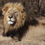 Three lions die of heatstroke at Tokyo zoo