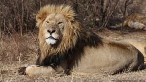 Three lions die of heatstroke at Tokyo zoo