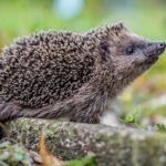 Germany news: Hedgehog triggers police alert