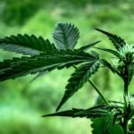 Nepal province legalizes use of medical marijuana