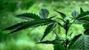 Nepal province legalizes use of medical marijuana