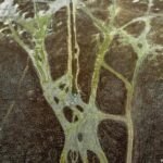 The great lake divide: Collapse vs. comeback