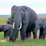 Kenya elephant deaths: Behind the poisoning and the pesticide mystery