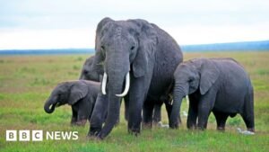 Kenya elephant deaths: Behind the poisoning and the pesticide mystery