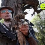 Delhi’s black kites: The birds keeping a megacity running