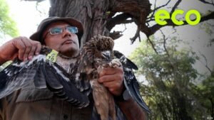 Delhi’s black kites: The birds keeping a megacity running