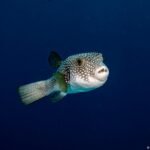 Can Greece stop the invasive pufferfish?