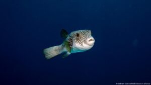 Can Greece stop the invasive pufferfish?