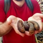 Inside the sea cucumber smuggling boom