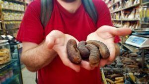 Inside the sea cucumber smuggling boom