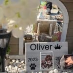 In Cyprus, dogs are beloved, and too often abandoned